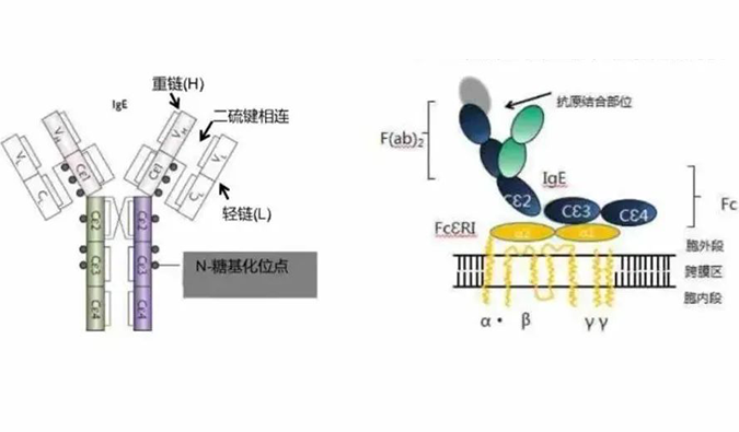 w66国际·利来助力 | 济民可信lgE抗体药物JYB1904获批临床