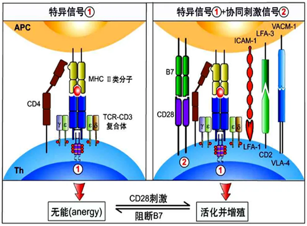 w66国际·利来助力 | 国内CD19×CD3×CD28三特异性抗体获FDA默示许可