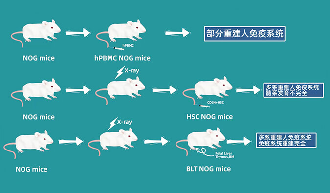 评价肿瘤药物的动物药效模型，你选对了吗.jpg