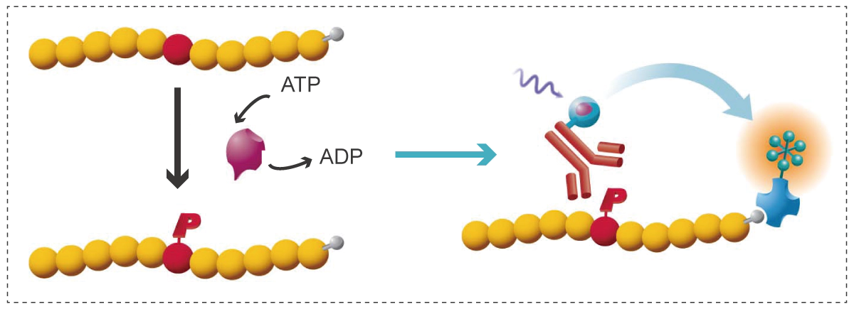 Kinase Assay Principle.webp